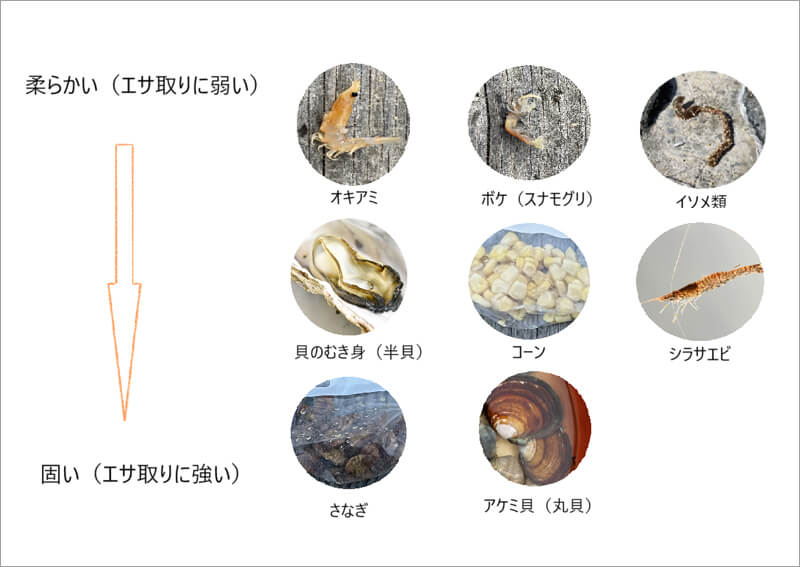 14_ サシエの硬さ