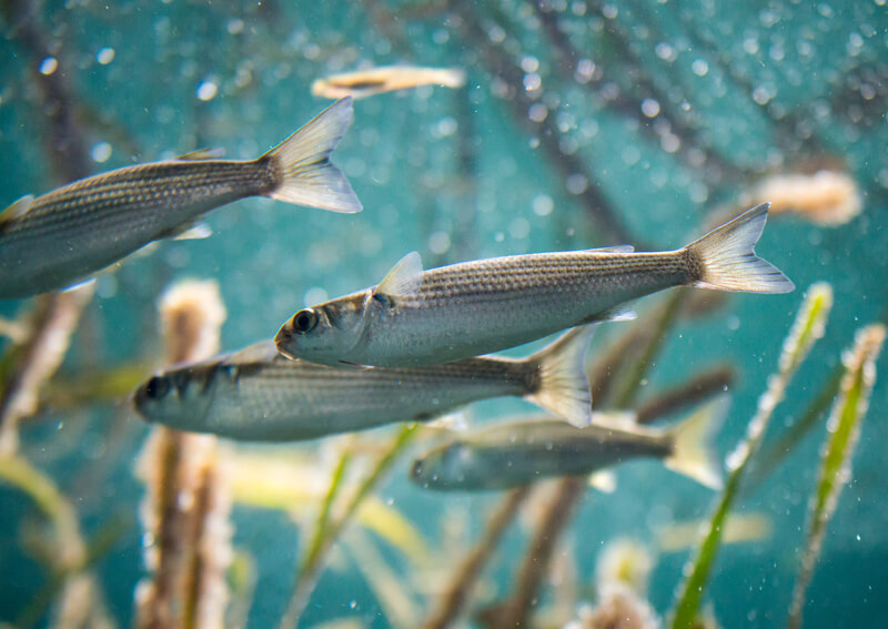 05_ 汽水域の魚が泳ぐイメージ