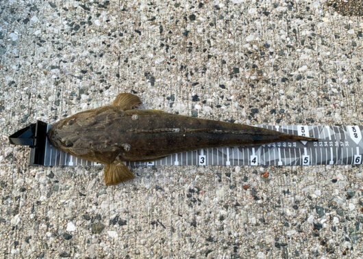 ただのキス釣りのはずが…まさかの高級魚に大興奮！