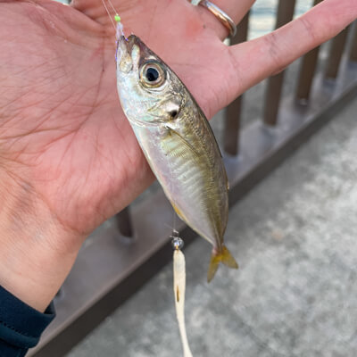 13_ アジ釣果
