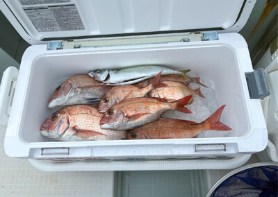 01_ タイの釣果