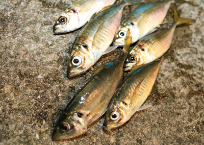 02_ 対象の魚(夜撮影)