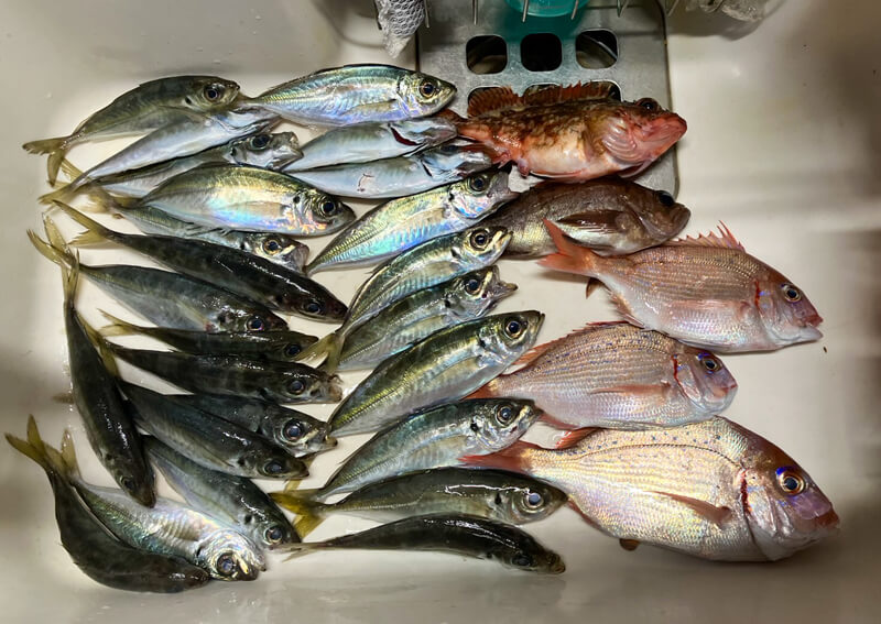 05_ 当日の釣果