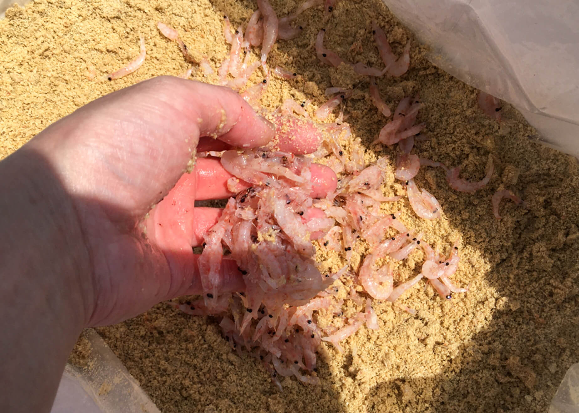 グレねらいにギュッと握ってポン！エサ取りを回避してコスパよしの「ヌカ切り釣り」とは？ | WEBマガジン HEAT