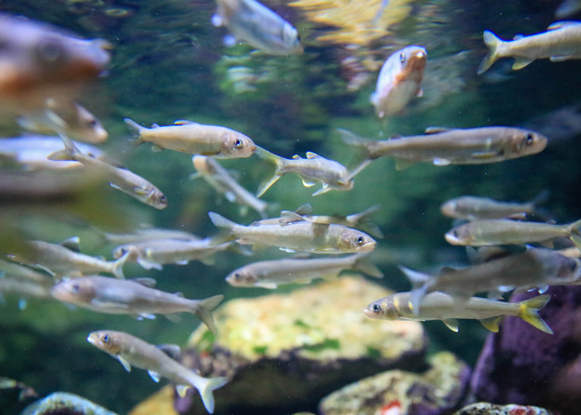 淡水魚 0e56dda41ea9c29d511c4ecb988925