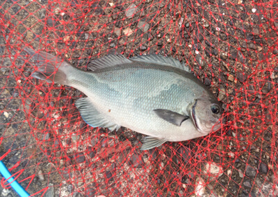17_　釣り方の手順 06.jpg 