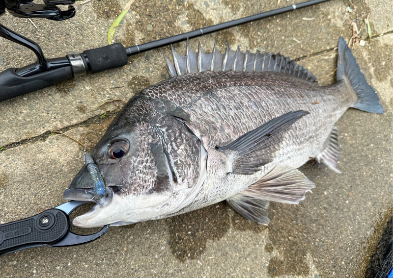 01_ チヌ釣果