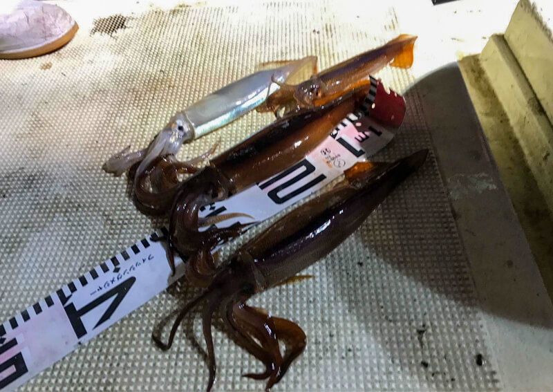 01_ 釣り上げられたスルメイカ