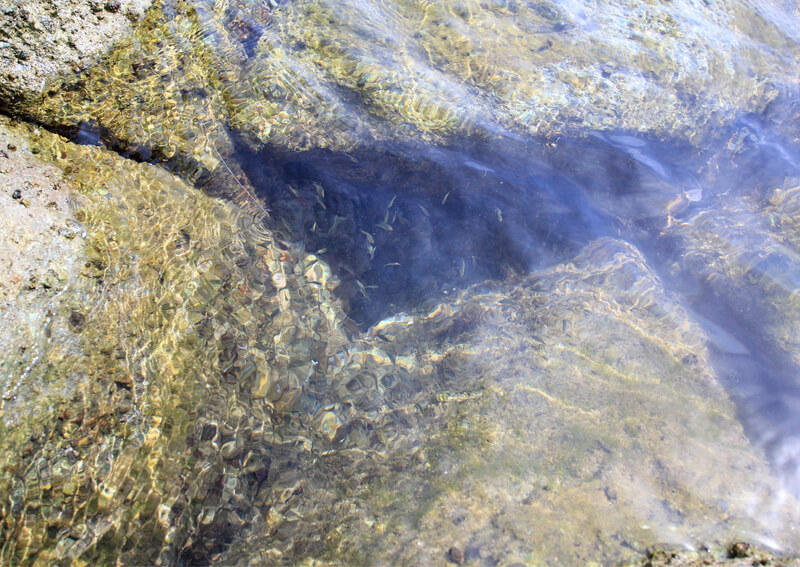 04_ タイドプールの中の小魚