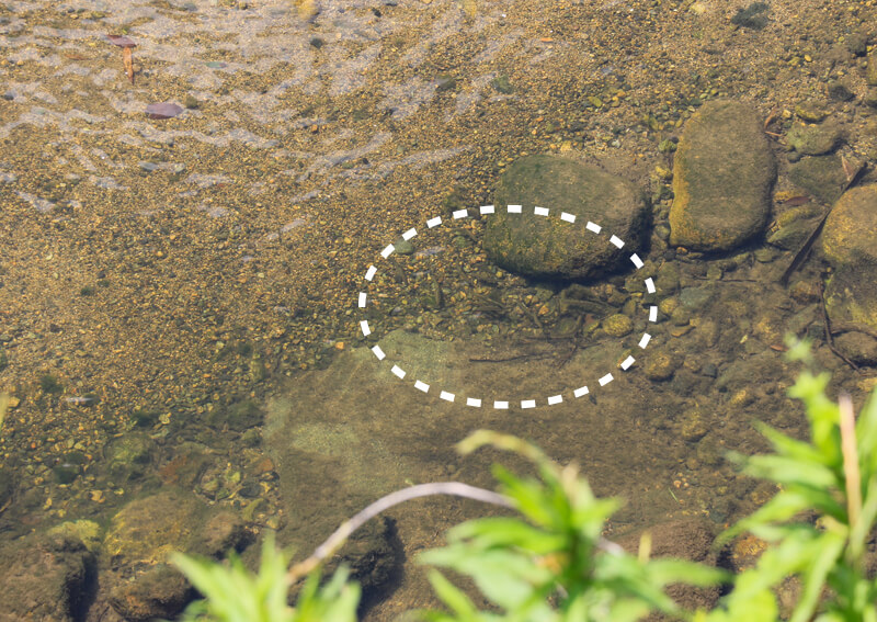 06_ 泳ぐ魚の群れ
