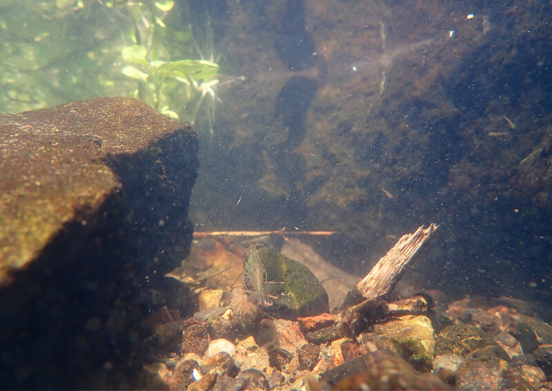 07_　水中の生き物イメージ