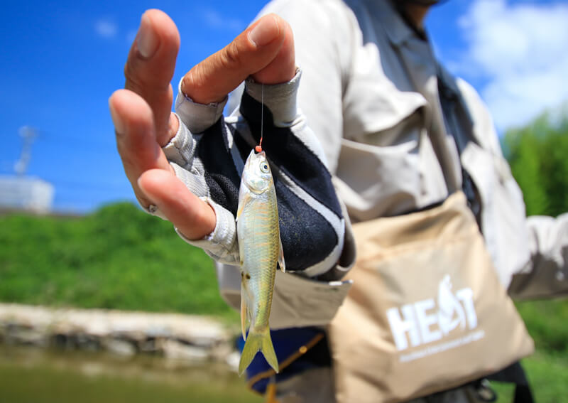 16_ ハリに掛かった魚のアップ