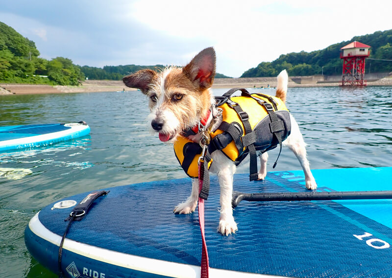 02_ SUPと犬