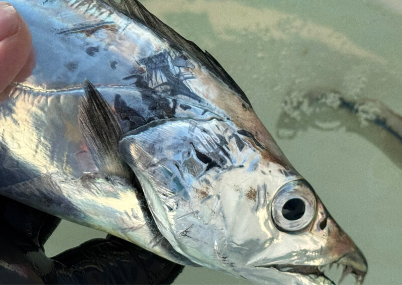 03_ タチウオアップ