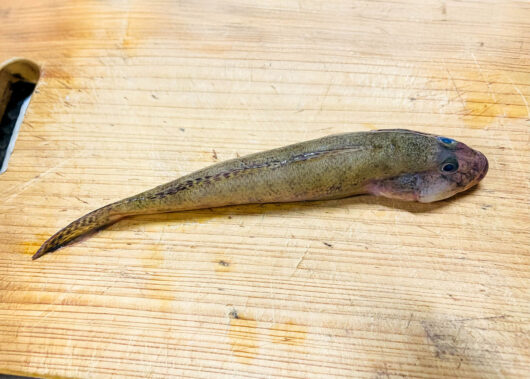 全国的に手軽な釣り入門魚だが