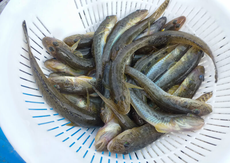 16_ 当日の釣果