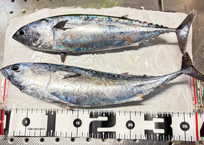 18_ 釣果