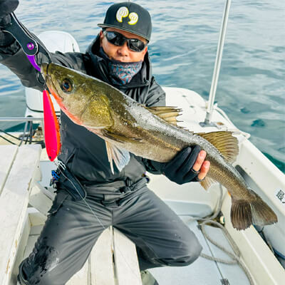 02_ スズキ釣果2