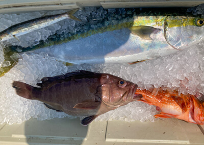 03_ 根魚