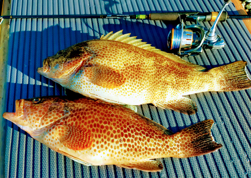 03_ オオモンハタハタ