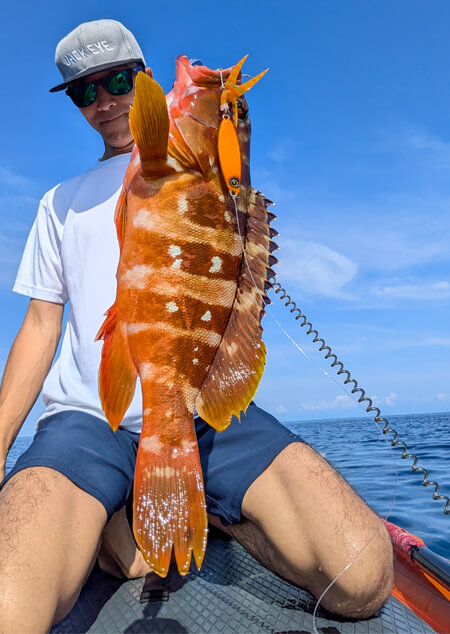 04_ アカハタイメージ縦①