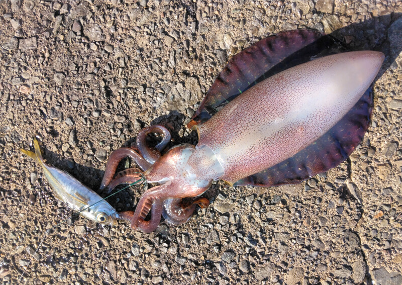 07_ アオリイカ釣果