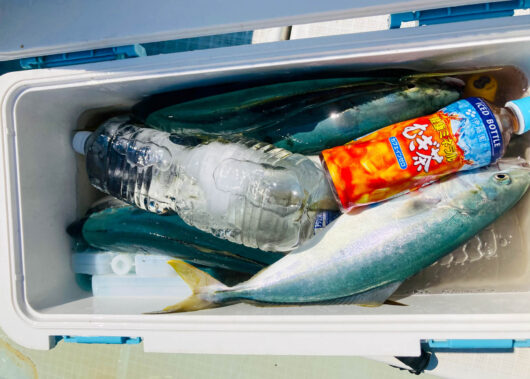 青物から根魚まで！