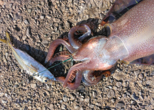 ヤエンでもエギングでもない！「ウキ釣り」でアオリイカがねらえる!?