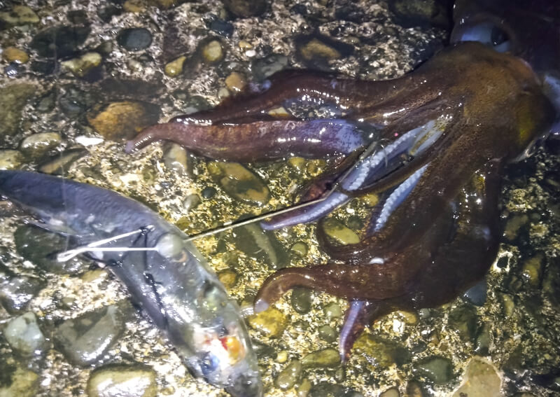 11_ アオリイカ釣果2