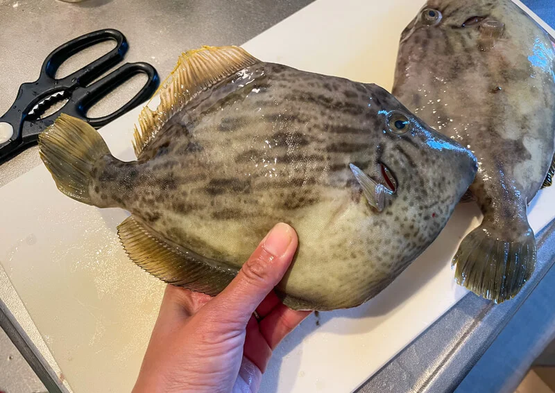 カワハギの締め方