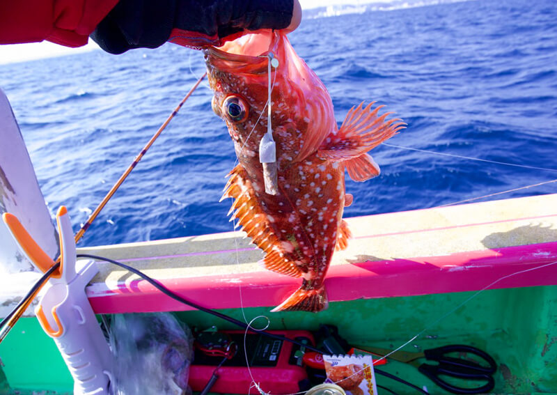 01_ ゲストのカサゴ.jpeg