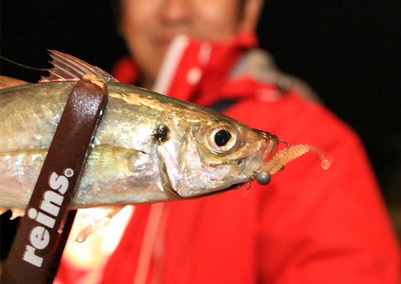 02_ アジ(口元寄り)