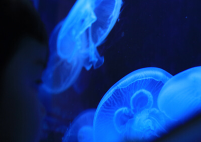 05_ クラゲイメージ