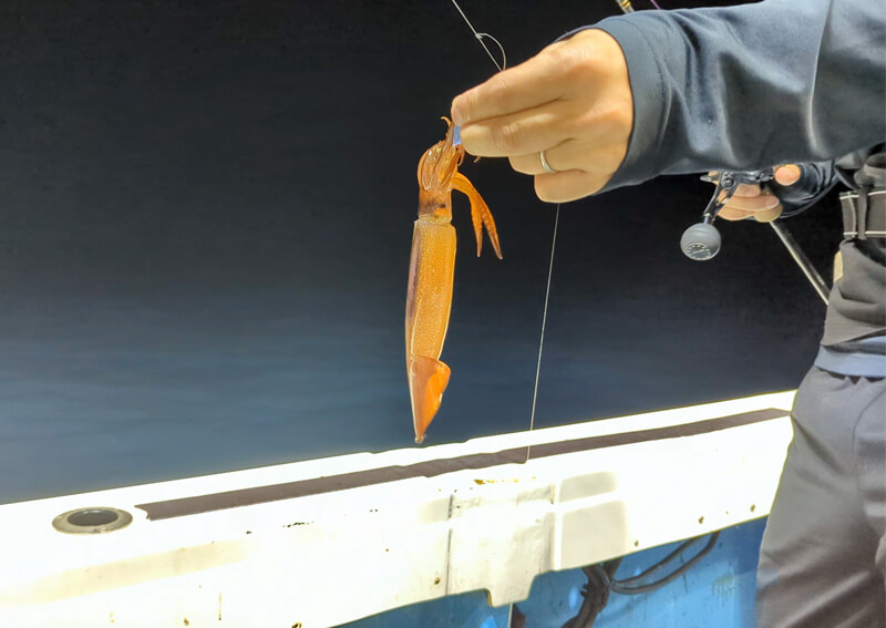 06_ スルメイカ釣果