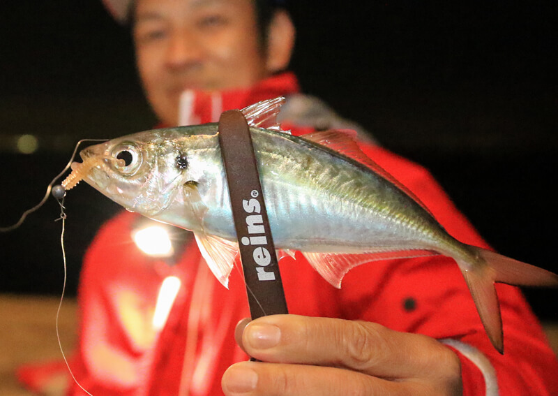 07_ アジ釣果