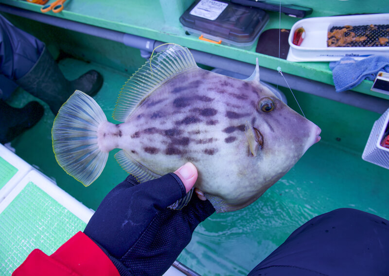 08_ 良型カワハギ.jpeg