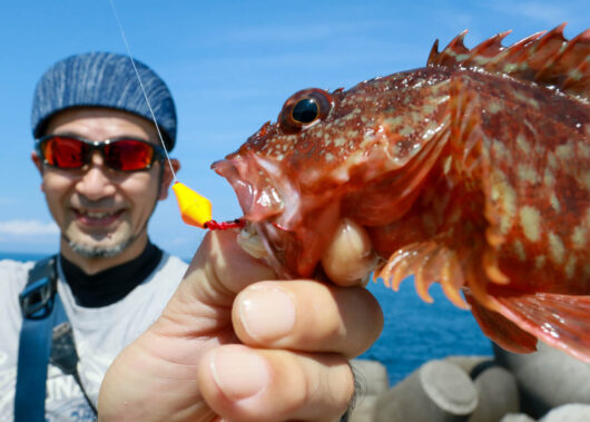 遅れてきた？人気魚種「ガシラ」という地味なスター