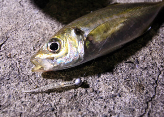 シンプルだけど奥が深い！ジグ単から始める「アジング」入門