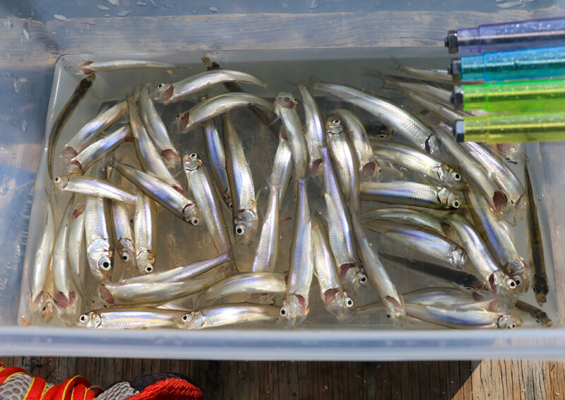 13_ ワカサギ釣果