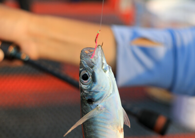 13_　派手な擬餌