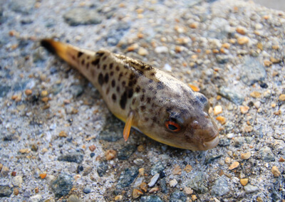 03_　ヒガンフグ