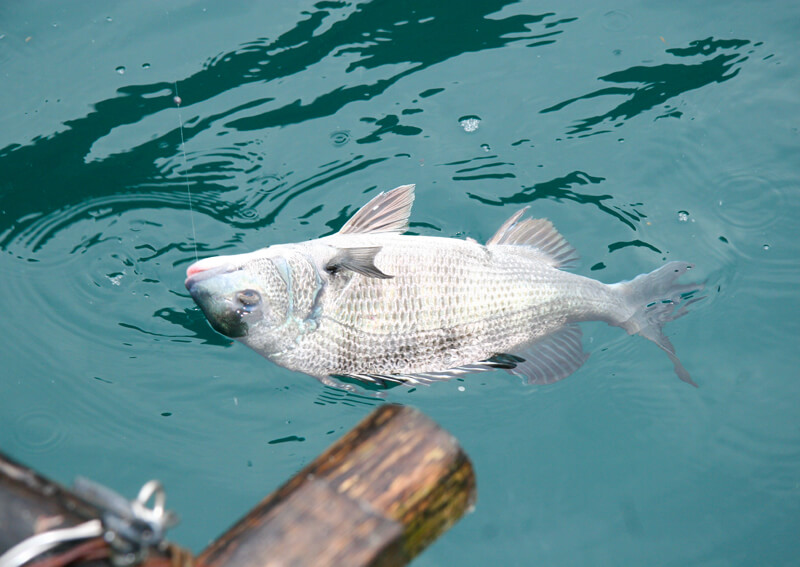 06_ 筏釣りシーン