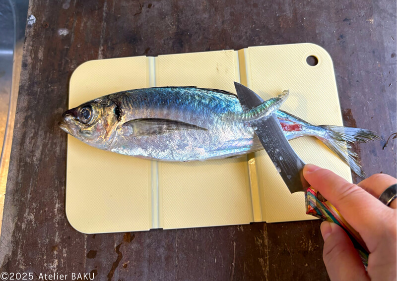 08_　マアジ_01