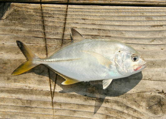 秋の輝きと郷愁を誘う