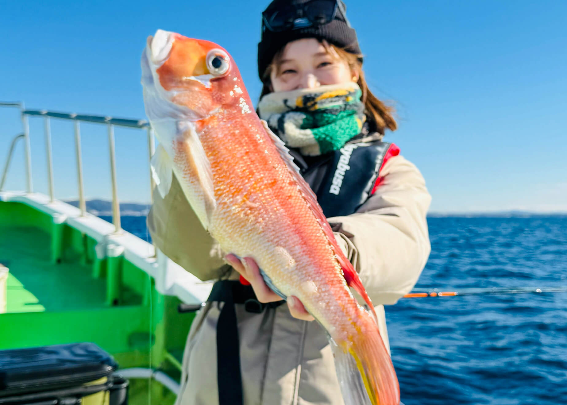 特選野外品！特大〜大型！赤色型アマミマルバネ2♂1♀ 相模湾で大興奮！隼華・原田美帆さんと釣り対決 なんと！51.5cmの特大