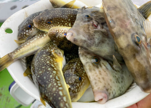 コスパ最強!?ハリス切れに強い！