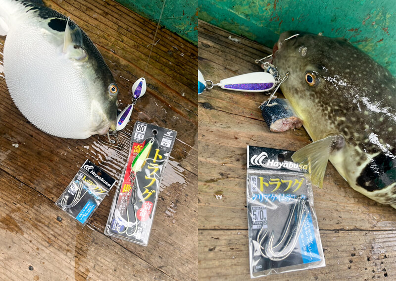 17_　トラフグ釣果2