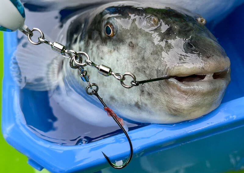 18_　トラフグ 釣果3