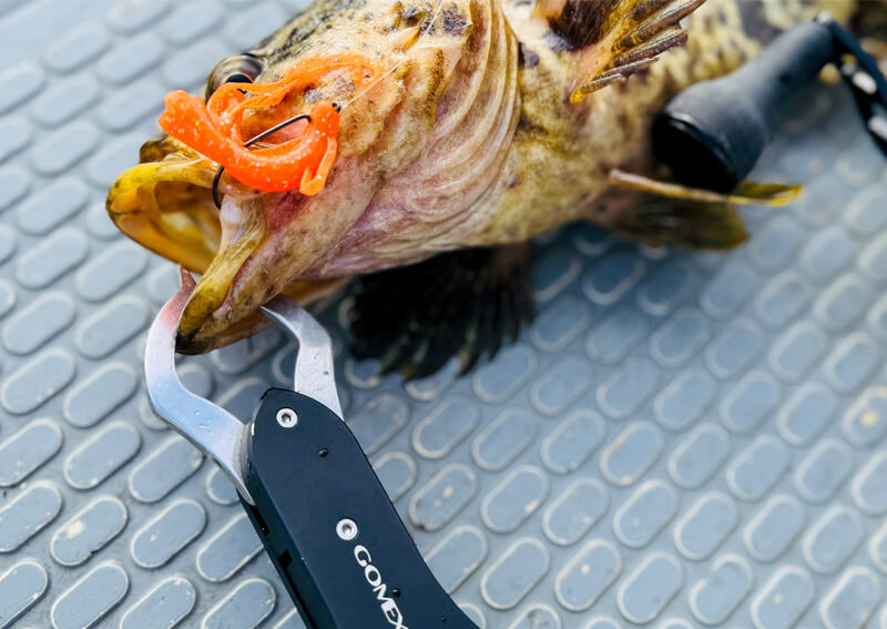 01_　ロックフィッシュ釣果