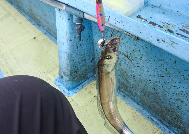 06_ ゲストのタチウオ.JPG